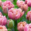 ruzovy plnokvety tulipan final star 5