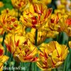 zlutocerveny plnokvety tulipan golden nizza 2