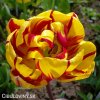 zlutocerveny plnokvety tulipan golden nizza 3