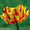 zlutocerveny plnokvety tulipan golden nizza 1