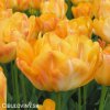 oranzovy plnokvety tulipan granny award 5