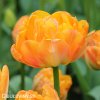 oranzovy plnokvety tulipan granny award 1