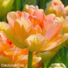 oranzovy tulipan charming lady 4