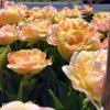 oranzovy tulipan charming lady 5