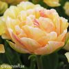 oranzovy tulipan charming lady 6