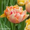 oranzovy tulipan charming lady 1