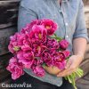 ruzovy plnokvety tulipan margarita 4