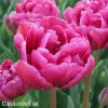 ruzovy plnokvety tulipan margarita 1