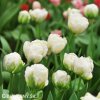 bily plnokvety tulipan mount tacoma 3