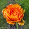 oranzovy plnokvety tulipan sunlover 3