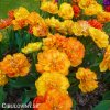 oranzovy plnokvety tulipan sunlover 4