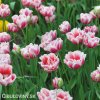 ruzovy plnokvety tulipan top lips 5
