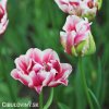 ruzovy plnokvety tulipan top lips 7