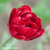cerveny plnokvety tulipan uncle tom 3