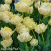 Tulipany Verona 2