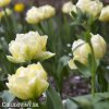 zluty tulipan verona 5