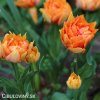oranzovy plnokvety tulipan willem van oranje 5