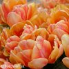 oranzovy plnokvety tulipan willem van oranje 9