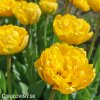 zluty plnokvety tulipan yellow pomponette 3