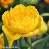 zluty plnokvety tulipan yellow pomponette 1