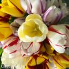 tulipany rembrandt smes barev mix 3
