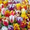 tulipany rembrandt smes barev mix 1