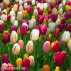 smes tulipanu triumph mix 2