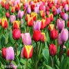 smes tulipanu triumph mix 5