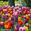 smes tulipanu triumph mix 1