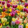 smes tulipanu triumph mix 4
