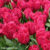 ruzovy trepenity tulipan burgundy lace 2