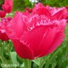 ruzovy trepenity tulipan burgundy lace 9