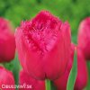 ruzovy trepenity tulipan burgundy lace 1