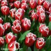 cervenobily trepenity tulipan canasta 3