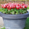 cervenobily trepenity tulipan canasta 4