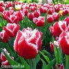 cervenobily trepenity tulipan canasta 6