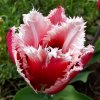 Tulipán rozstrapkaný - Canasta