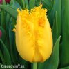 zluty trepenity tulipan crispy gold 1