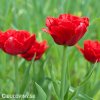 cerveny trepenity tulipan crystal beauty 4
