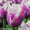 fialovy trepenity tulipan cummins 1