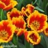 cervenozluty trepenity tulipan davenport 2