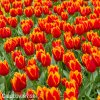 cervenozluty trepenity tulipan davenport 3