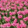 ruzovy trepenity tulipan fancy frills 5