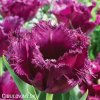 fialovy tulipan gorilla 6