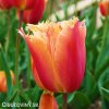 oranzovy trepenity tulipan lambada 4