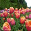 oranzovy trepenity tulipan lambada 5