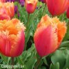 oranzovy trepenity tulipan lambada 7