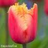 oranzovy trepenity tulipan lambada 8
