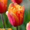 oranzovy trepenity tulipan lambada 9