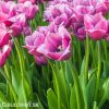 ruzovy trepenity tulipan louvre 2